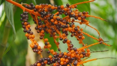 Ingredients extracted from saw palmetto berries are commonly used in supplements to improve prostate health and hair loss. ©Getty Images