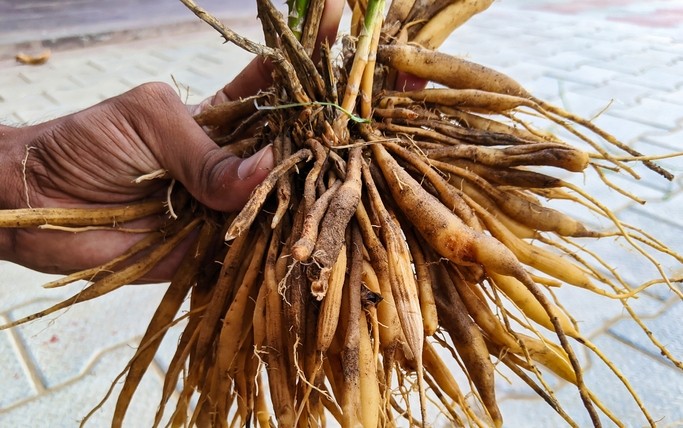 Shatavari translates to "plant with hundred roots.” Getty Images / Azay photography