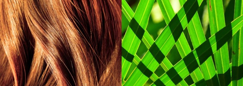 Hair loss treatment with saw palmetto by Vidya Herbs