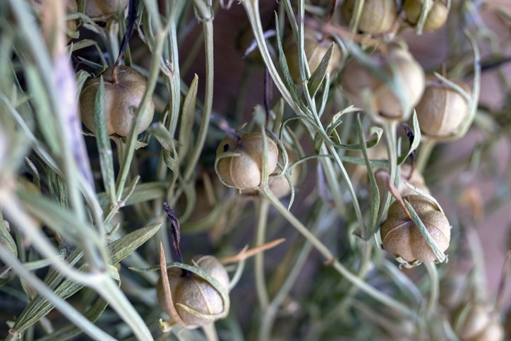 Nitrariaceae © Hatice Turkoglu / GettyImages 