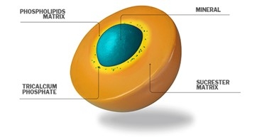 Picture2 Sucrosoma structure