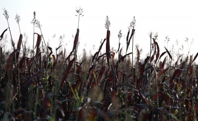 RedLeaf Biologics on its novel sorghum extract: ‘Science meets luck and the magic of biology and nature’