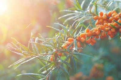 Sea buckthorn berries © Kerrick / Getty Images 