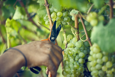 Sonomaceuticals upcycles Chardonnay pomace into health benefits